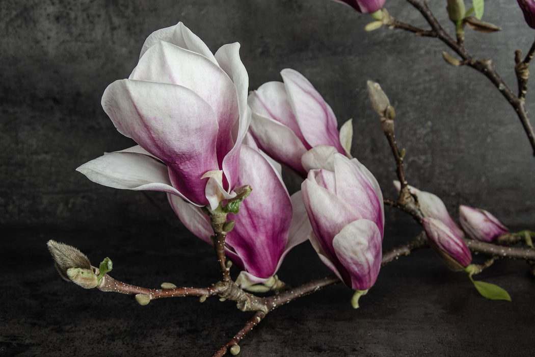 Aufblühende Magnolie isoliert, Glasbild