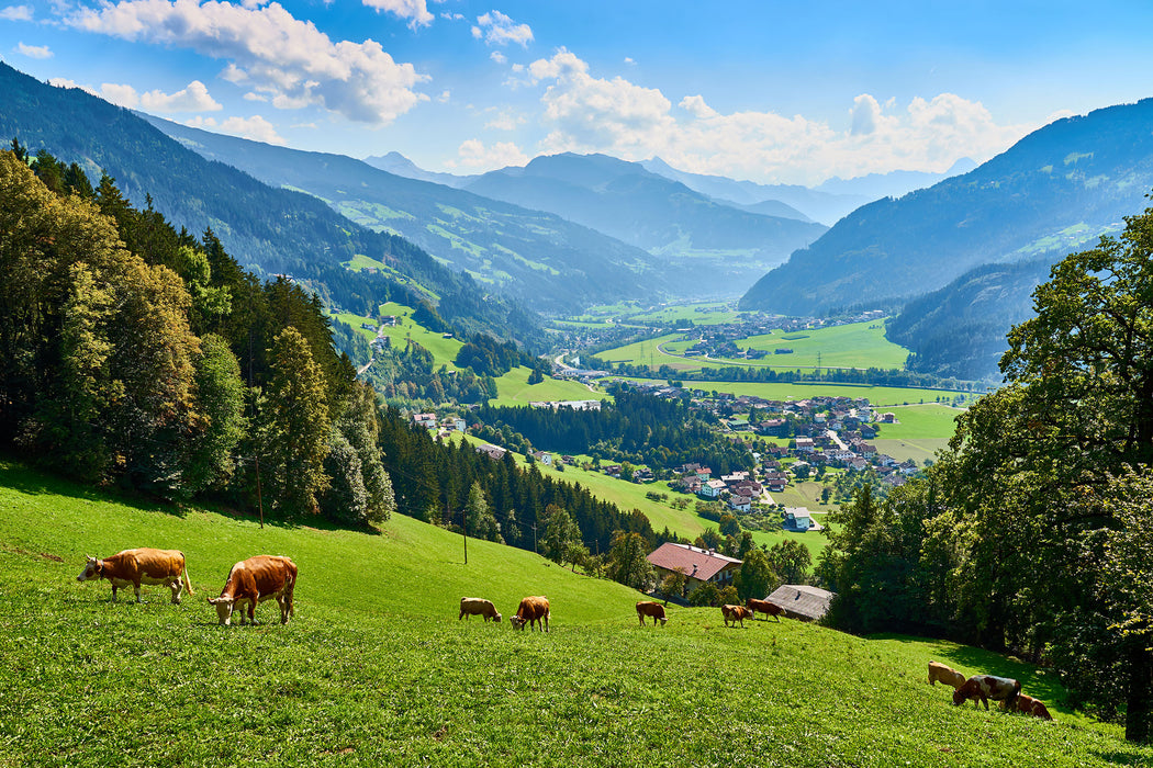 Kuhherde auf Zillertaler Almwiese, Glasbild