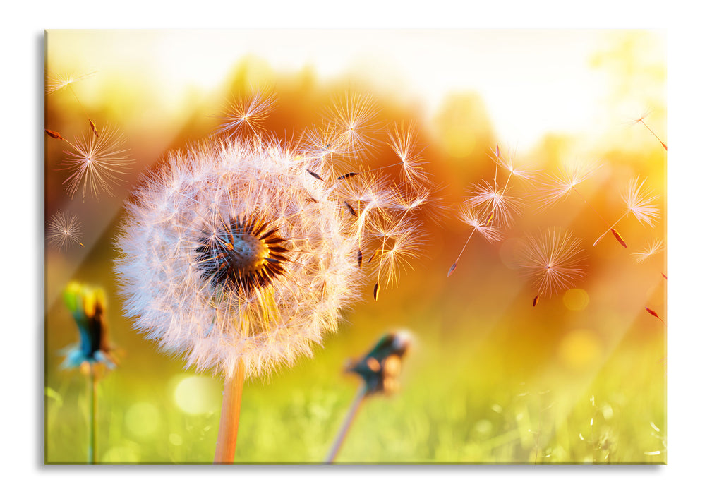 Pixxprint Nahaufnahme Pusteblume Sonnenuntergang, Glasbild