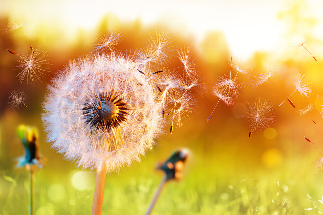 Nahaufnahme Pusteblume Sonnenuntergang, Glasbild