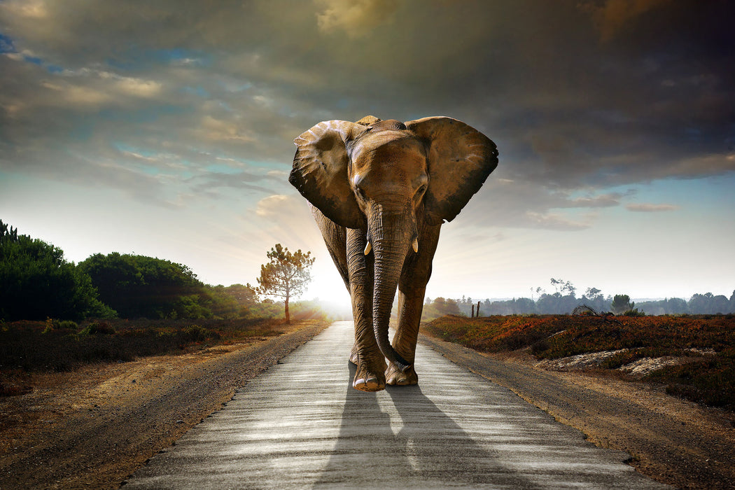 Elefant frontal auf Straße laufend, Glasbild