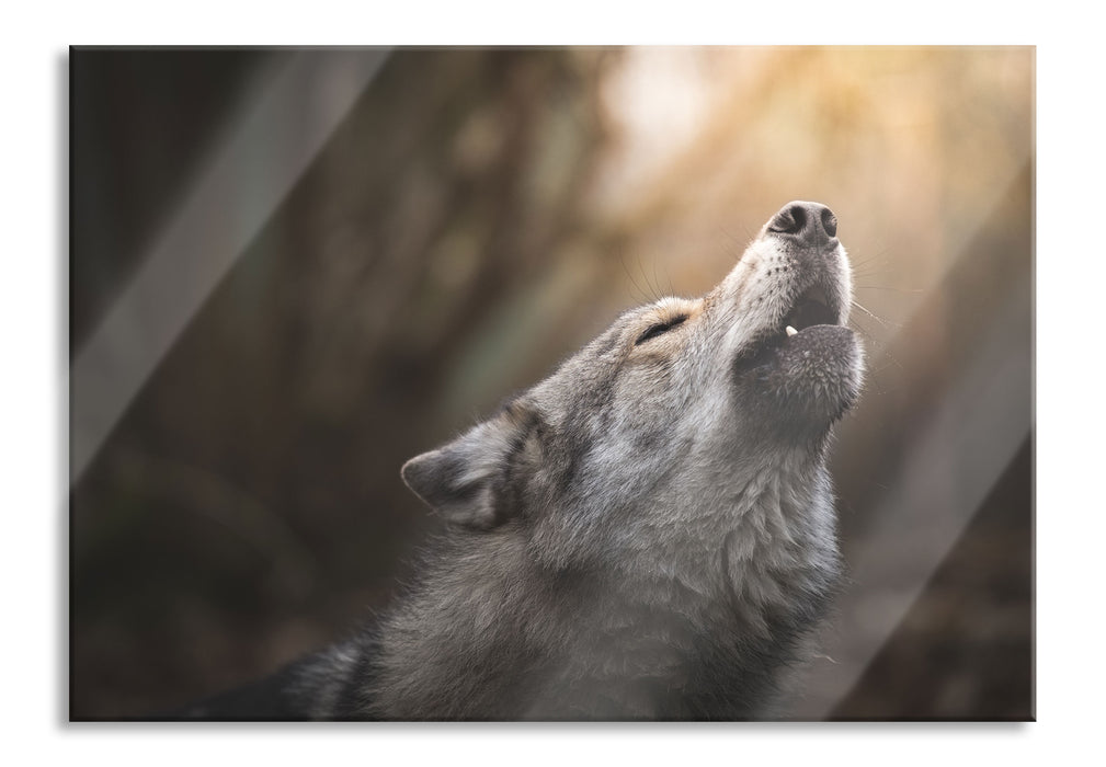 Pixxprint Heulender Wolf Nahaufnahme, Glasbild