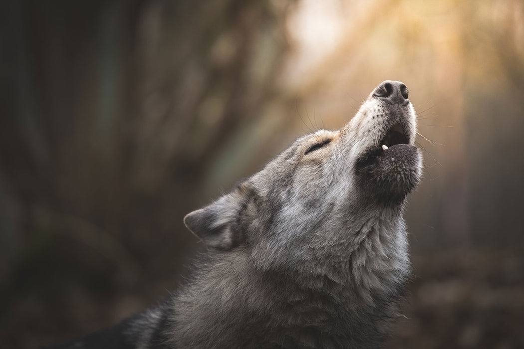 Heulender Wolf Nahaufnahme, Glasbild