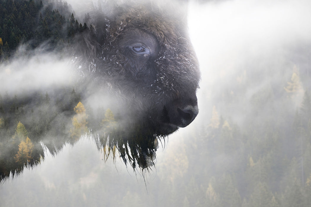 Wildes Bison in nebeligem Wald, Glasbild