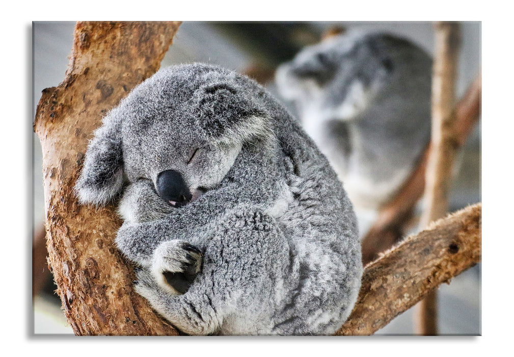 Koala schläft eingekuschelt im Baum, Glasbild