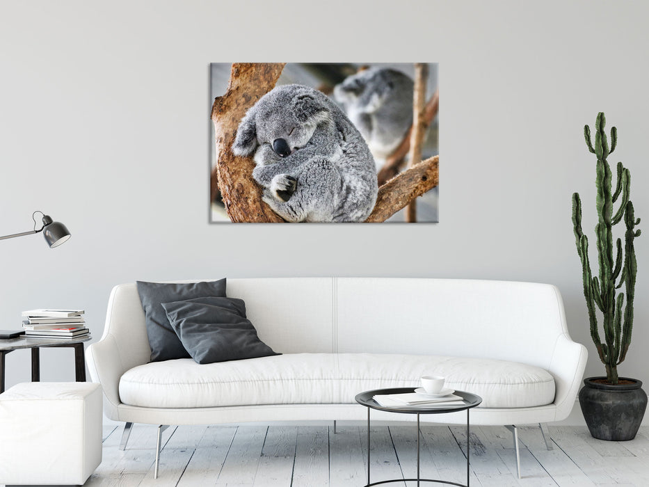 Koala schläft eingekuschelt im Baum, Glasbild