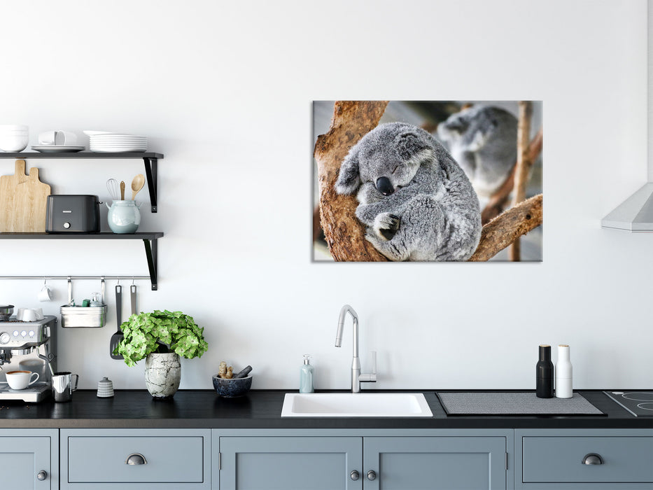 Koala schläft eingekuschelt im Baum, Glasbild