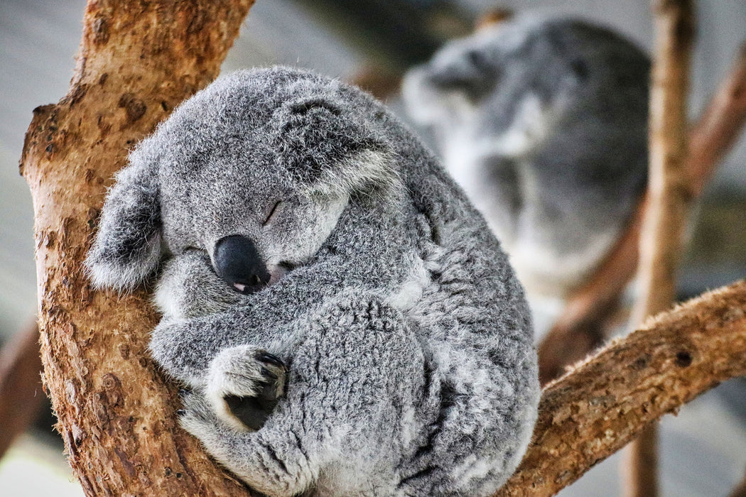 Koala schläft eingekuschelt im Baum, Glasbild