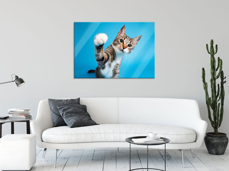 Neugierige Katze vor blauem Hintergrund, Glasbild