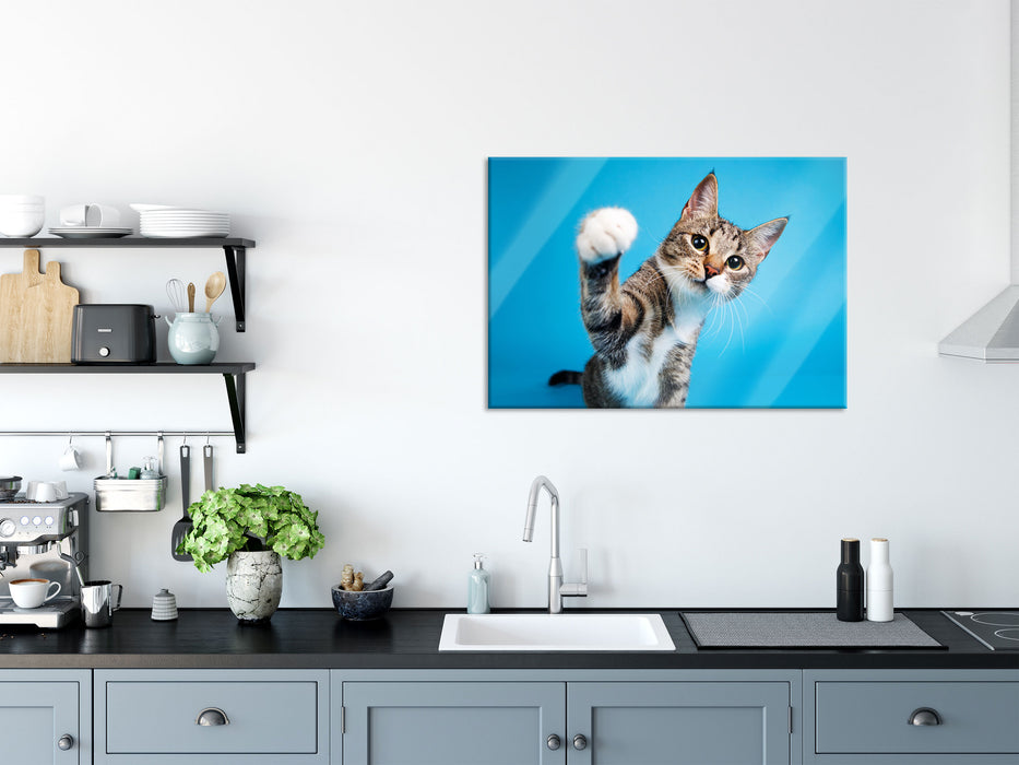 Neugierige Katze vor blauem Hintergrund, Glasbild