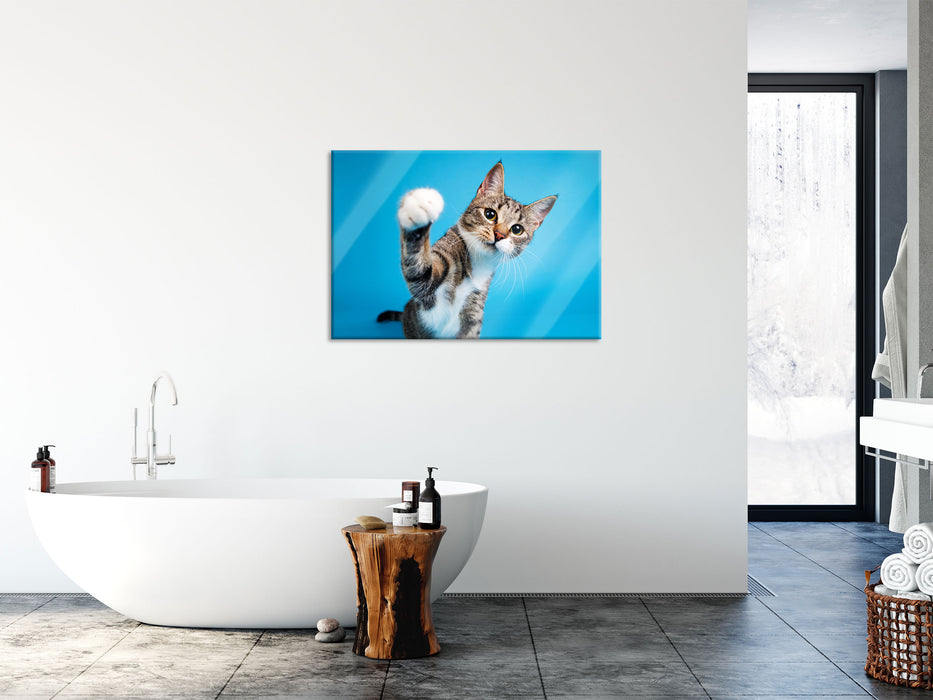 Neugierige Katze vor blauem Hintergrund, Glasbild