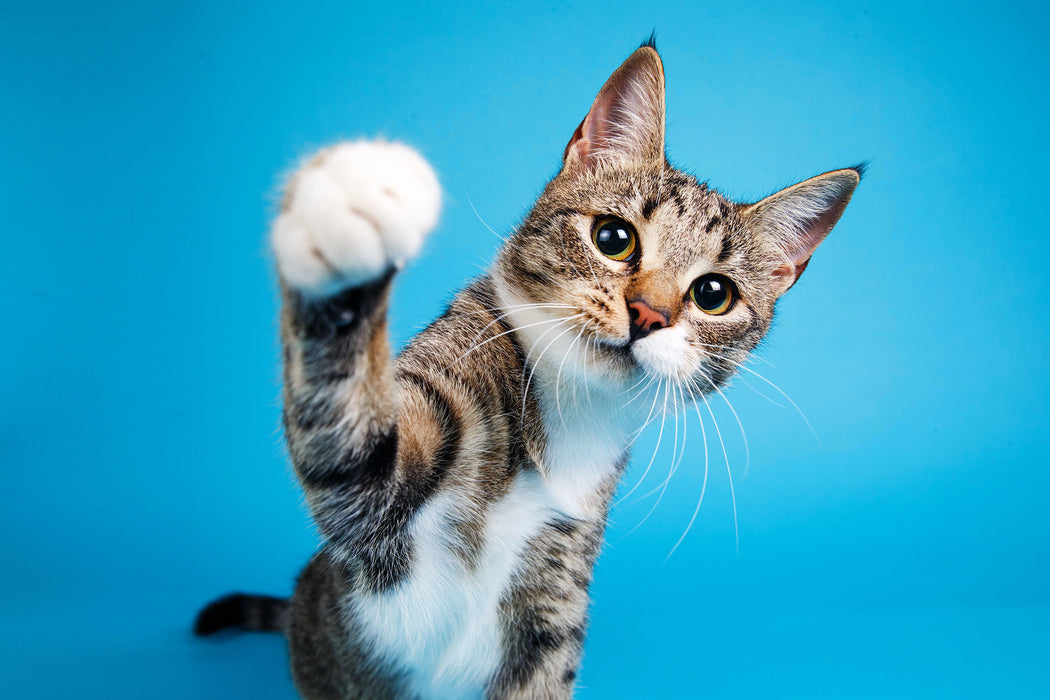 Neugierige Katze vor blauem Hintergrund, Glasbild