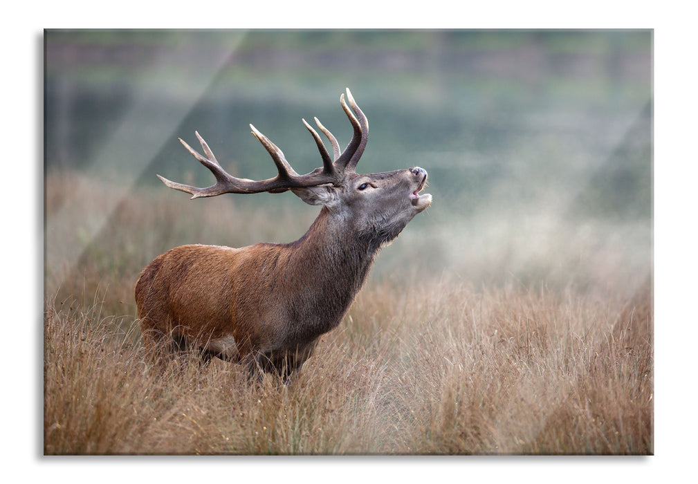 Pixxprint Röhrender Hirsch im Feld, Glasbild