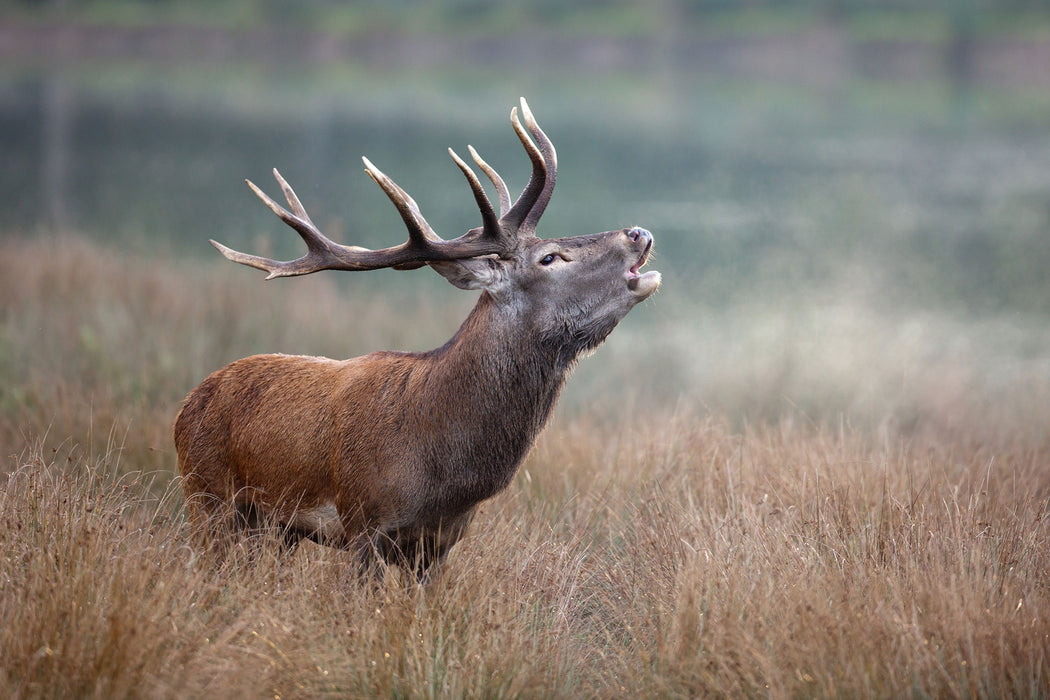 Röhrender Hirsch im Feld, Glasbild