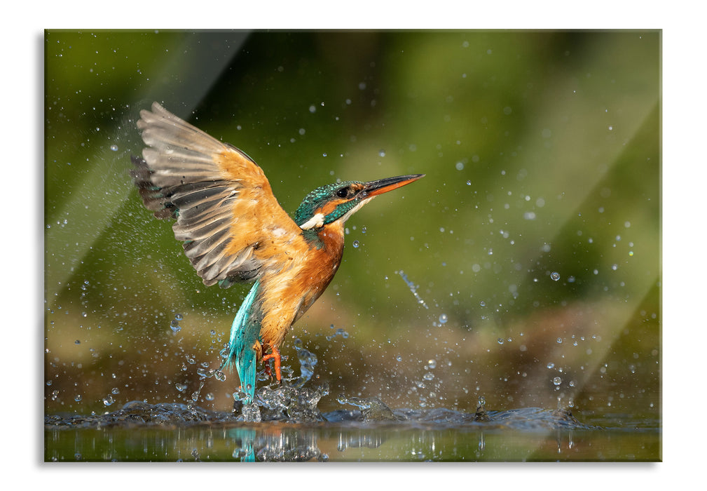 Eisvogel auf der Jagd nach Fischen, Glasbild