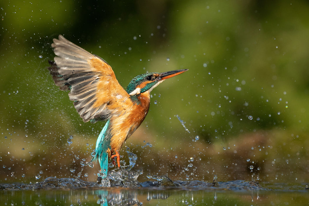 Eisvogel auf der Jagd nach Fischen, Glasbild