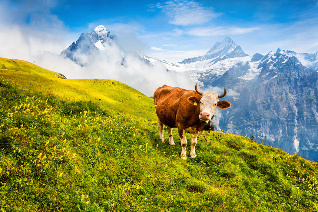 Kuh auf grüner Alm in den Bergen, Glasbild