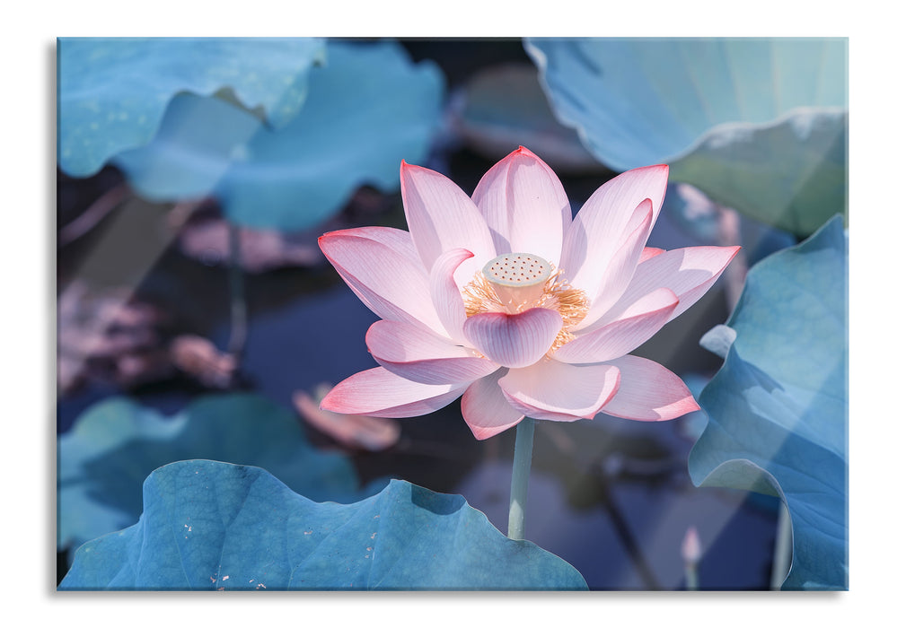 Pixxprint Rosa blühender Lotus Nahaufnahme, Glasbild