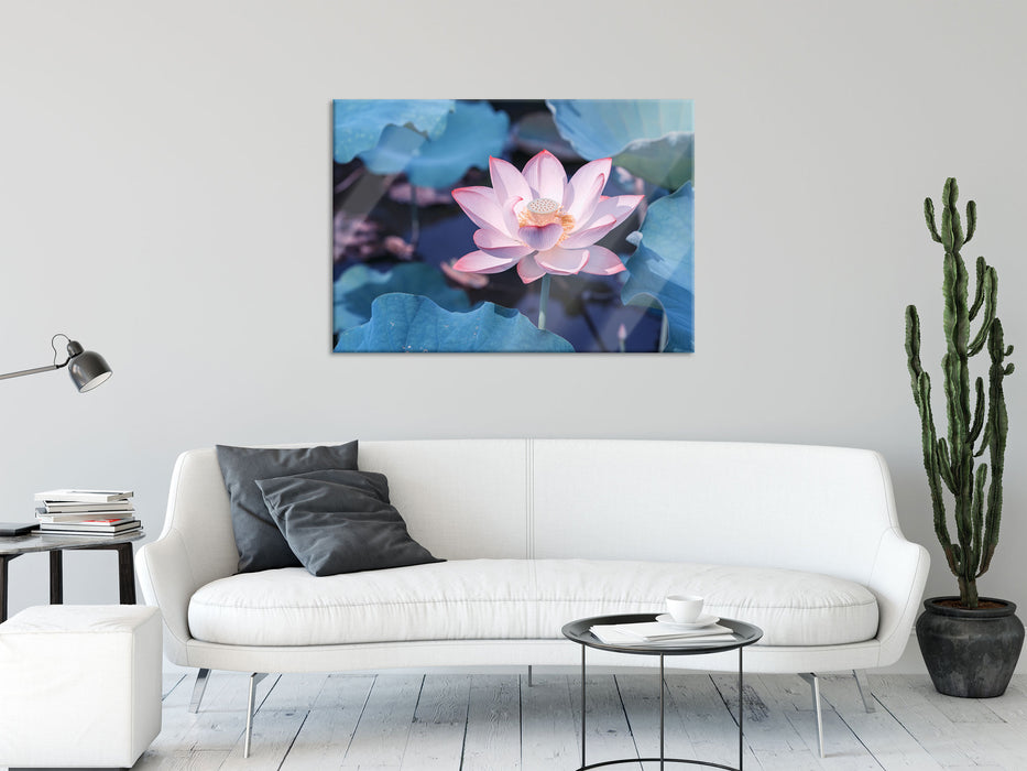 Rosa blühender Lotus Nahaufnahme, Glasbild