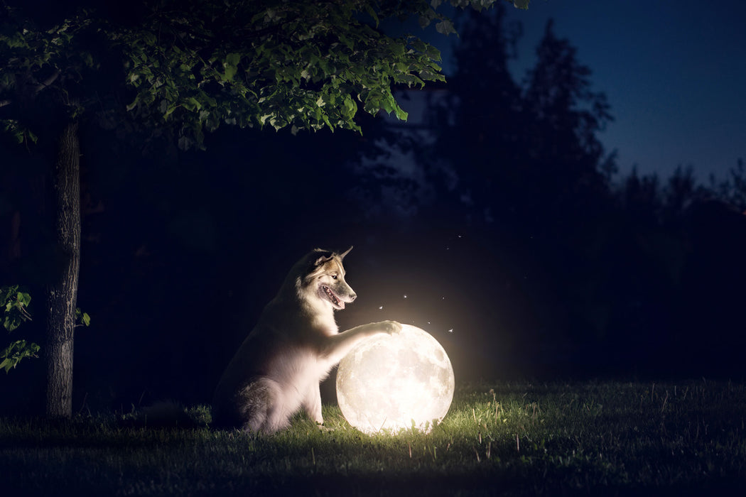 Hund mit leuchtendem Mond bei Nacht, Glasbild