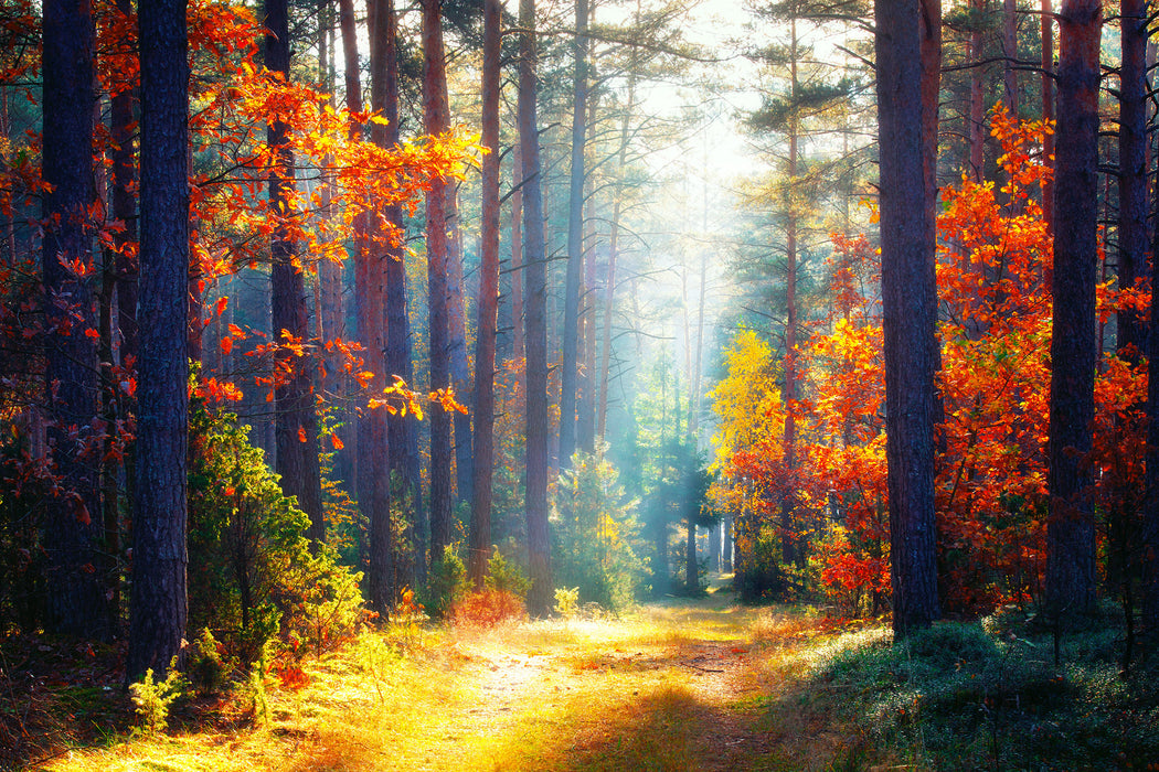 Sonnige Lichtung im Herbstwald, Glasbild