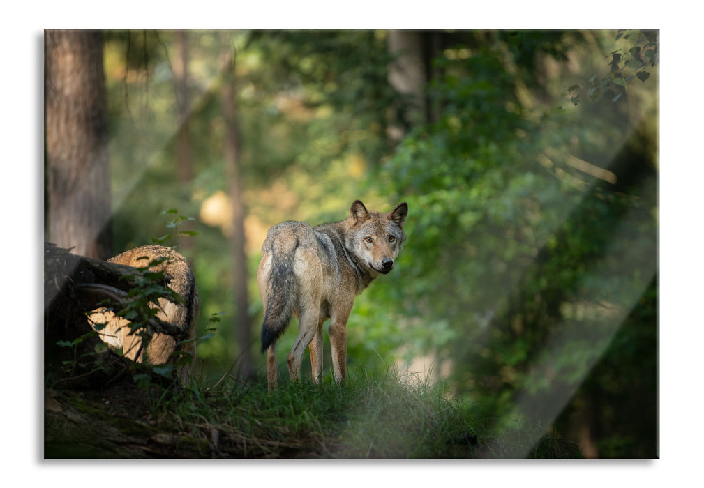 Pixxprint Ängstlicher Wolf im Wald, Glasbild