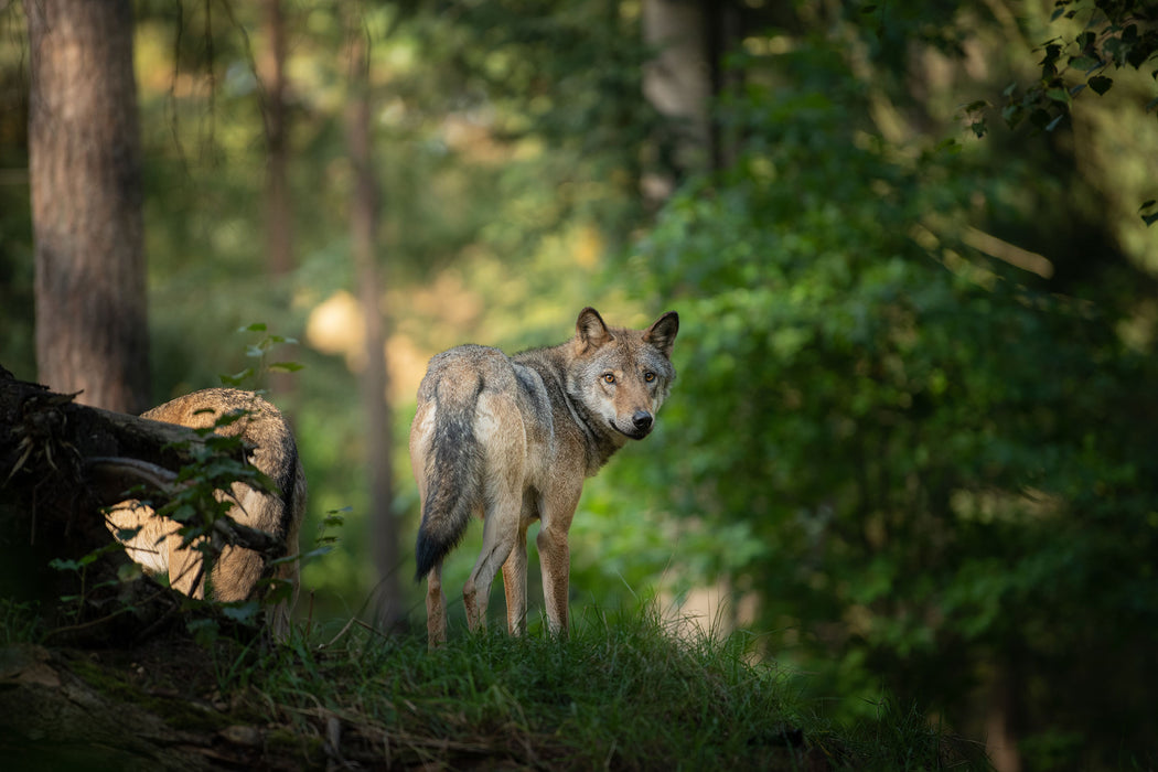 Ängstlicher Wolf im Wald, Glasbild