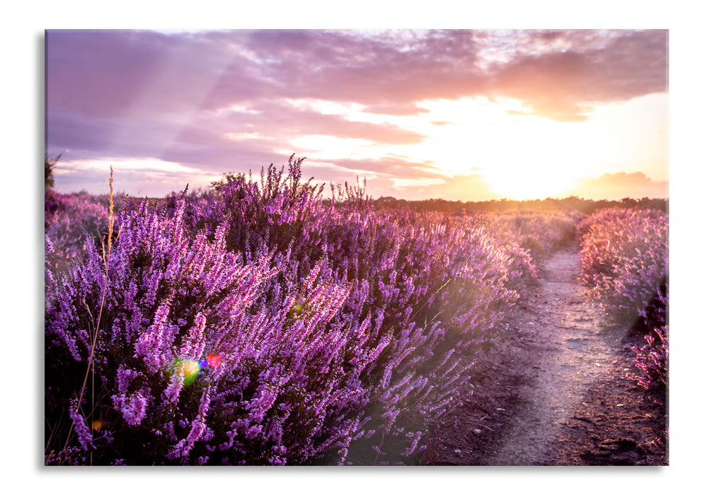 Pixxprint Lavendellandschaft bei Sonnenuntergang, Glasbild