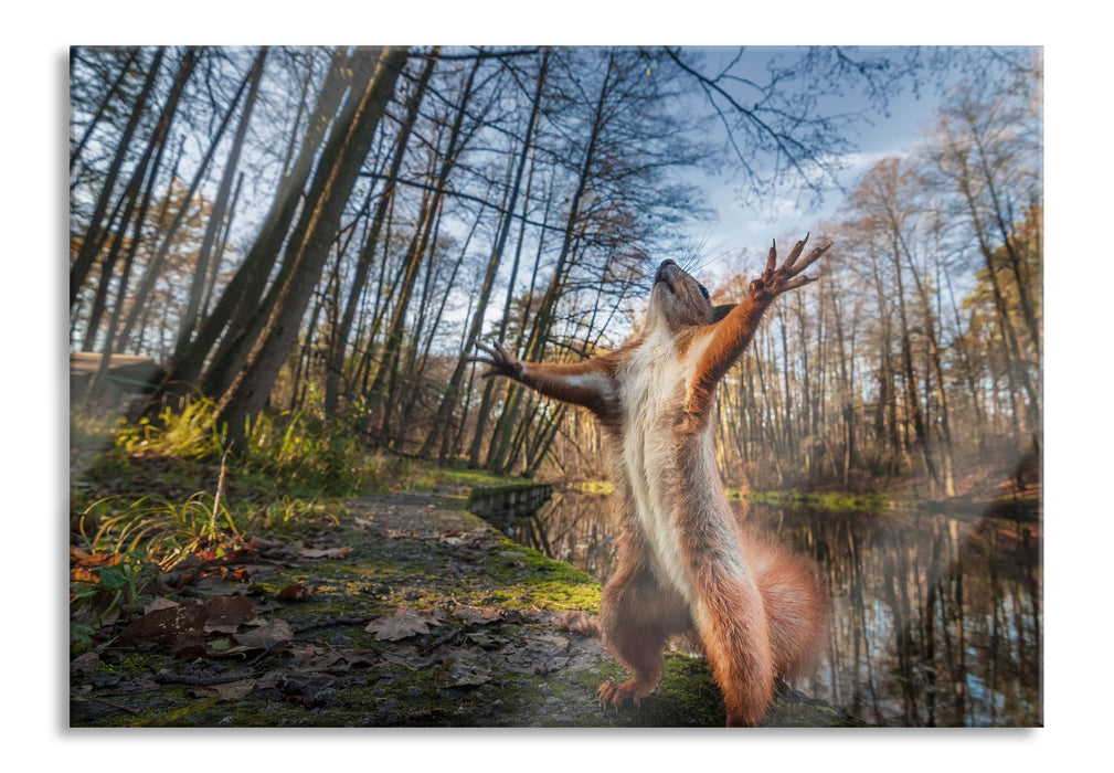 Lustiges Eichhörnchen steht im Wald, Glasbild