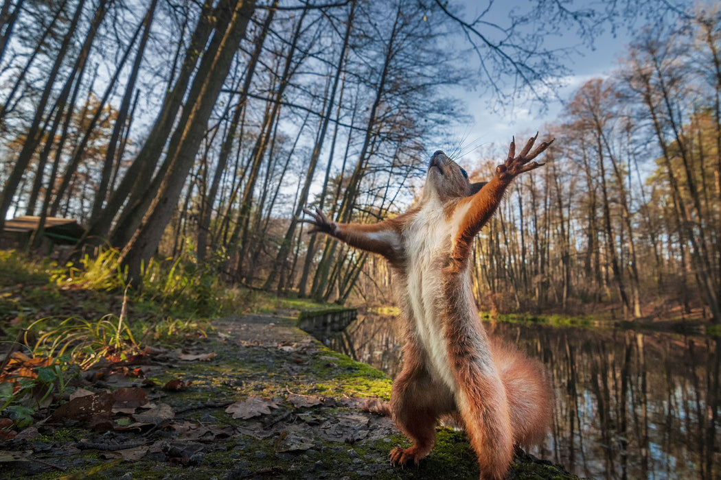 Lustiges Eichhörnchen steht im Wald, Glasbild