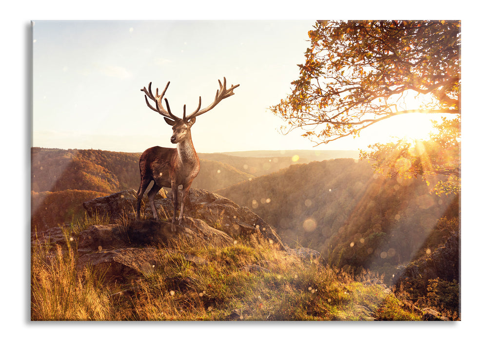 Anmutiger Hirsch bei Sonnenuntergang, Glasbild