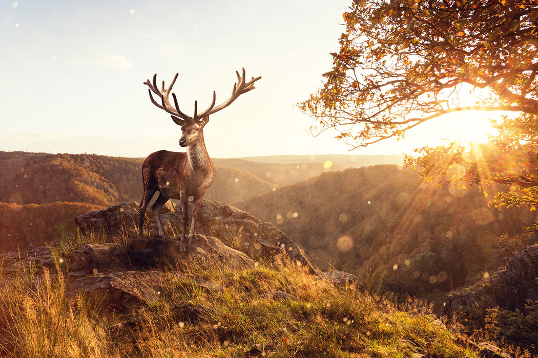 Anmutiger Hirsch bei Sonnenuntergang, Glasbild