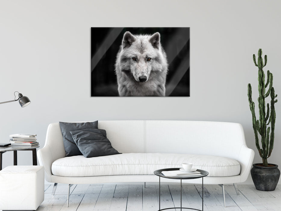 Nahaufnahme junger Polarwolf, Glasbild