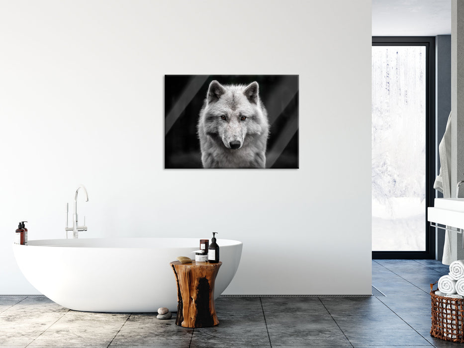 Nahaufnahme junger Polarwolf, Glasbild