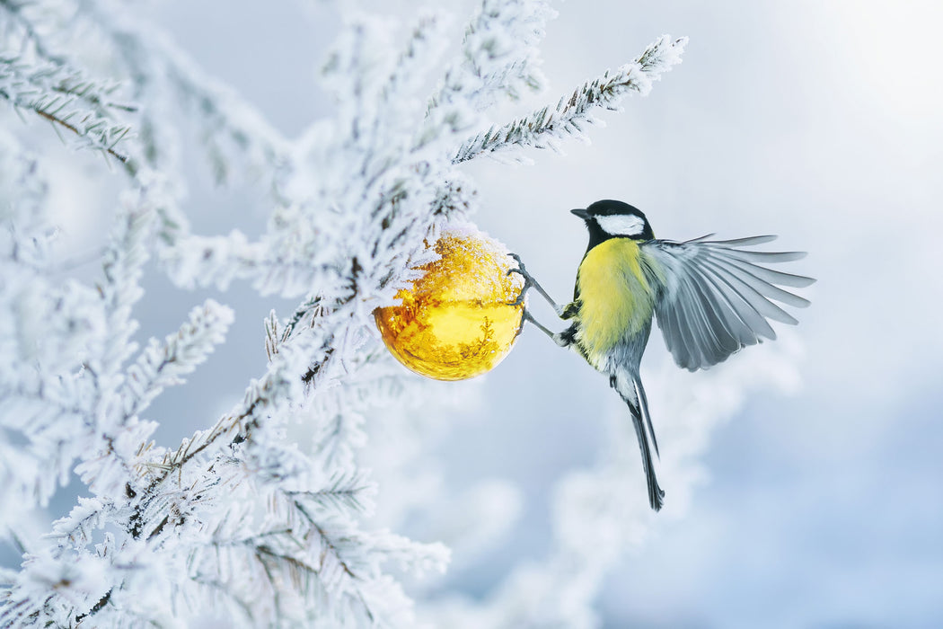 Kohlmeise an goldener Kugel in Winterwald, Glasbild