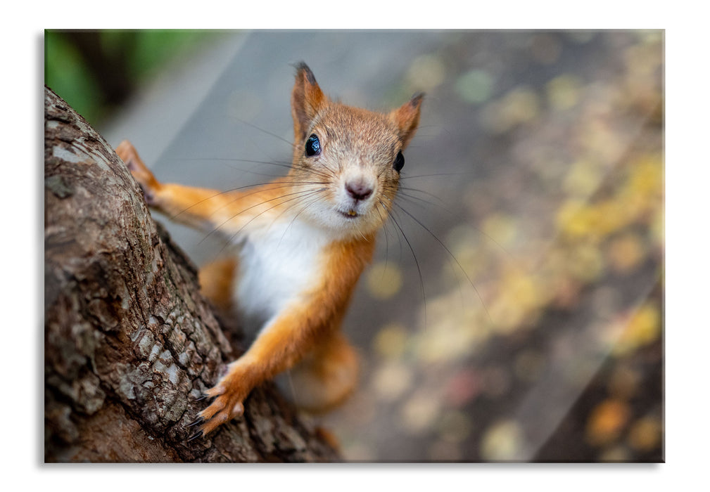 Nahaufnahme Eichhörnchen an Baumstamm, Glasbild