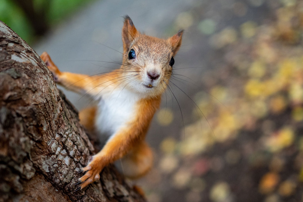 Nahaufnahme Eichhörnchen an Baumstamm, Glasbild