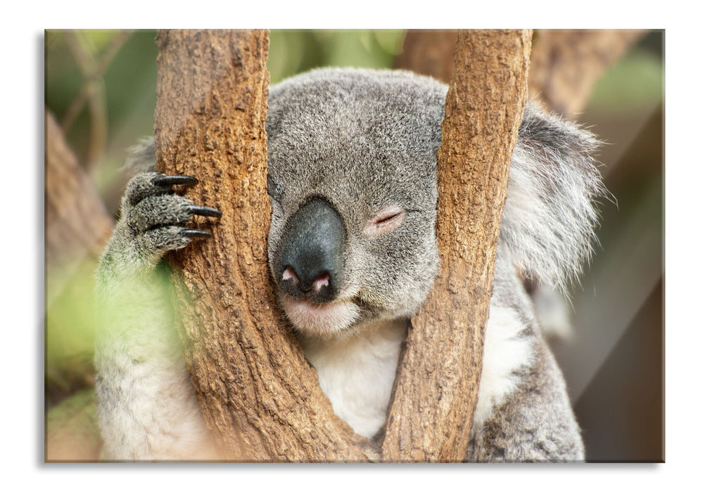 Koala schläft mit Kopf in Astgabel, Glasbild