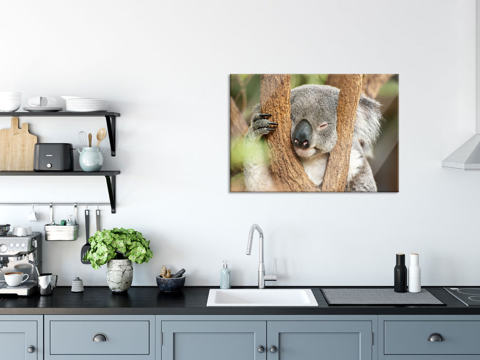 Koala schläft mit Kopf in Astgabel, Glasbild