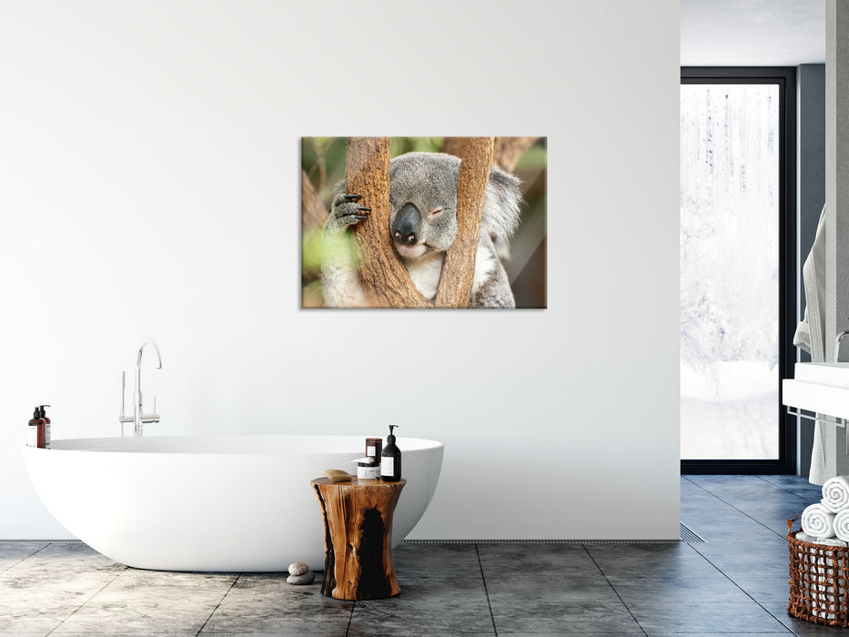 Koala schläft mit Kopf in Astgabel, Glasbild