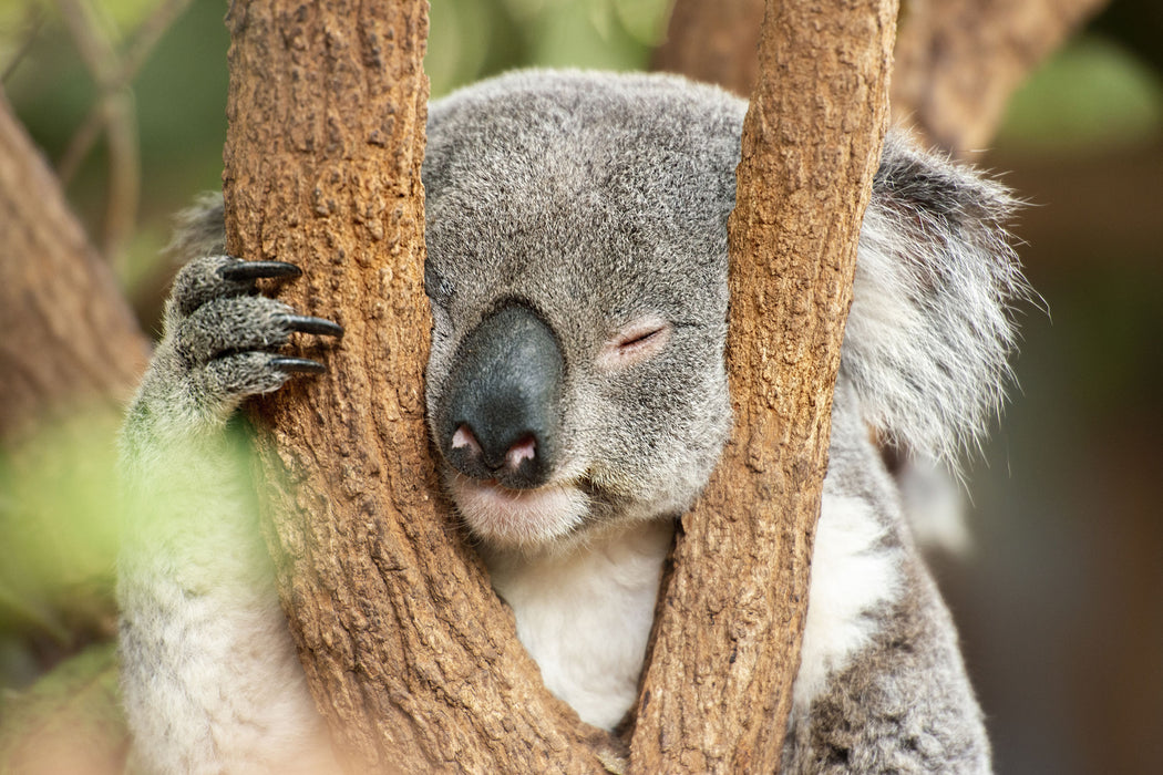 Koala schläft mit Kopf in Astgabel, Glasbild