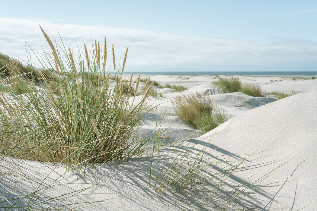 Grasige Dünenlandschaft am Meer, Glasbild