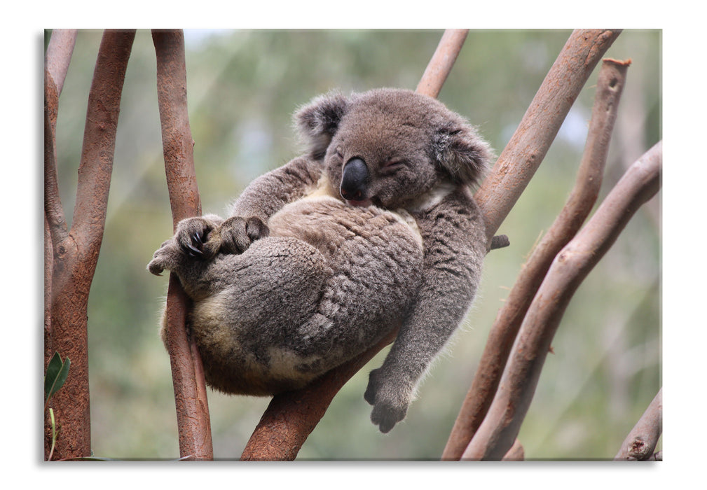 Schlafender Koala in Astgabelung, Glasbild