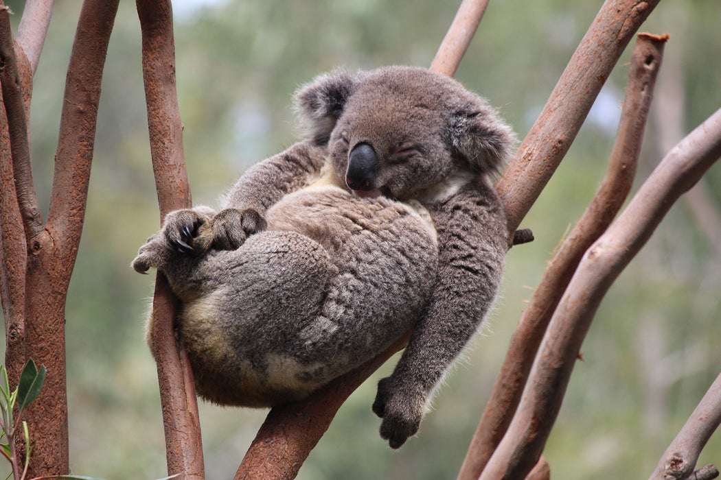 Schlafender Koala in Astgabelung, Glasbild