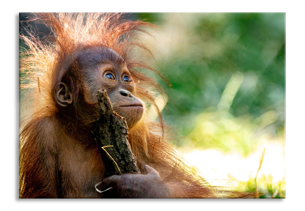 Orang-Utan Baby spielt mit Stock, Glasbild