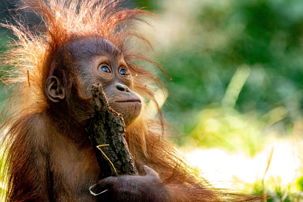 Orang-Utan Baby spielt mit Stock, Glasbild