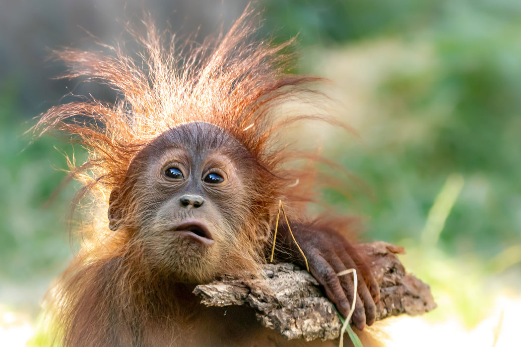 Lustiger Baby Orang-Utan mit Rinde, Glasbild