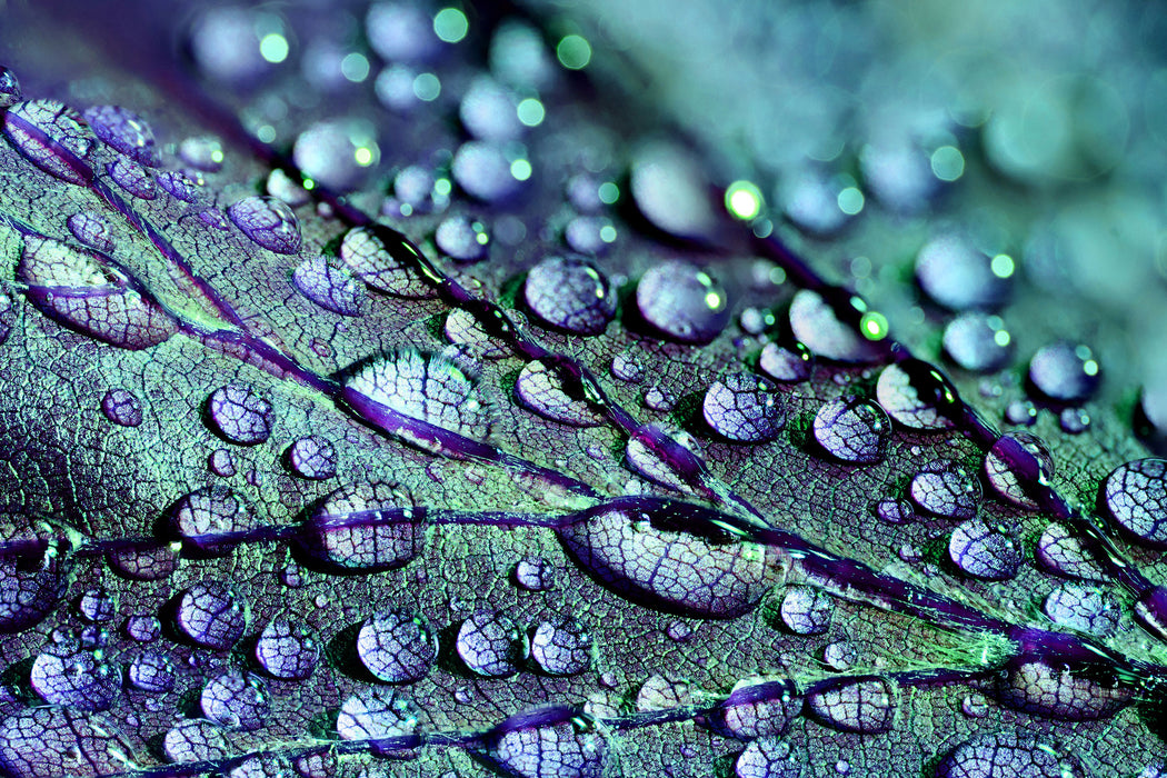 Nahaufnahme Wassertropfen auf Blatt, Glasbild