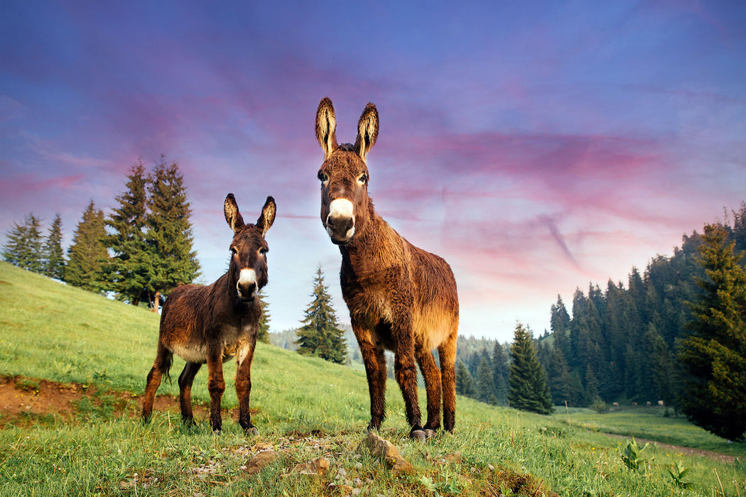 Esel auf Wiese in der Dämmerung, Glasbild