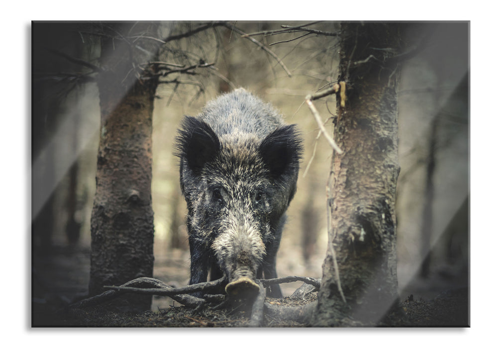 Nahaufnahme Wildschwein im Wald, Glasbild